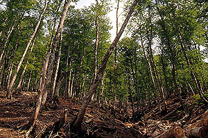 Το δάσος της Ελάτης