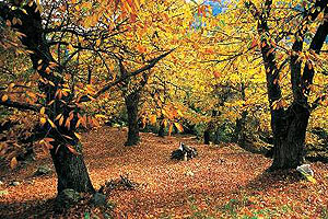 Δείγμα της πλούσιας βλάστησης