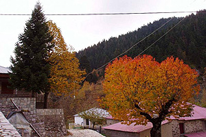 Το πλούσιο δάσος της Ανθούσας