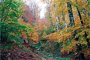 Τα δάση πλούσια σε χλωρίδα και πανίδα