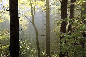 Το δάσος του Ιταμού