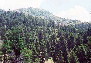 Τα όμορφα δάση