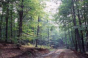 Ο γραφικός δρόμος Καταφυγιού-Αγ.Αθανασίου Λαμπερού