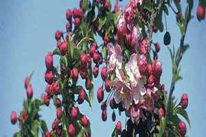 Η Βλάστηση της Γλυκομηλιάς