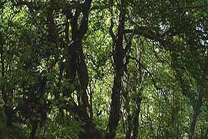 Η βλάστηση της γύρω περιοχής