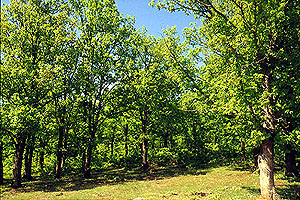 Η πλούσια βλάστηση του Καριτσιώτη ποταμού