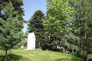 Δασσύλιο στη θέση Κιόσκι