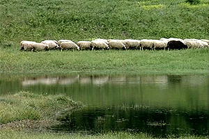 Η κτηνοτροφία αποτελεί την κύρια ασχολεία