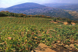 Αμπέλια στην Ραψάνη